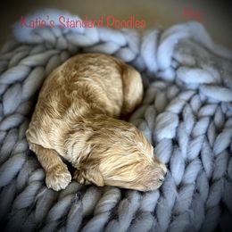 Poodle Puppies from Katie’s Standard Poodles