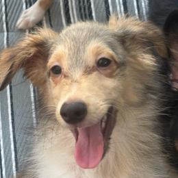 Boy 3 - Sable and white male Shetland Sheepdog puppy in Pensacola, Florida from Nancy Barger's Siberian Huskies