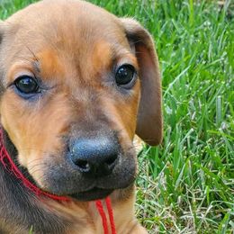 Havapoos and Rhodesian Ridgebacks from Cottonwood Puppies