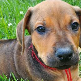 Havapoos and Rhodesian Ridgebacks from Cottonwood Puppies