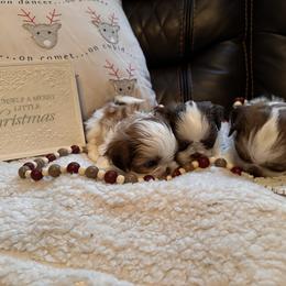 Shih Tzu Puppies from Wood Foo Breeders