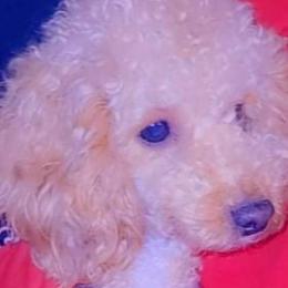 Mei mei - Poodle