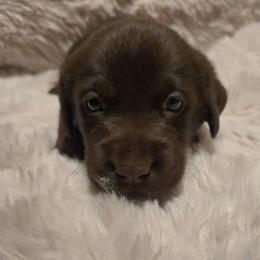 Boy 3 - male Labrador Retriever puppy in Hartley, California from Mathew's Labradors