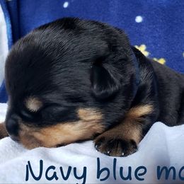 Rottweiler Puppies from Von Hunter Rottweilers