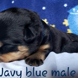 Rottweiler Puppies from Von Hunter Rottweilers