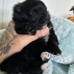 Boo Velvet - Black male Pomeranian puppy in Childersburg, Alabama from A Sample Of Gods Love Kennels