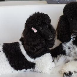 Poodles from Scarlett Rose Ranch Poodles