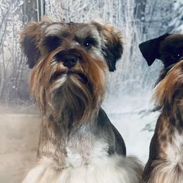 Miniature Schnauzers from Mystical Miniature Schnauzers