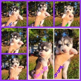Pomsky puppies from True-Blue Pomskies