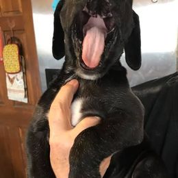 Great Dane Puppies from Vanmar Great Danes of Colorado