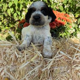 Merle - Black and white male English Springer Spaniel puppy in Madison, Indiana from McCollough's Pawsome Spaniels and Danny's Delightful Dachshunds