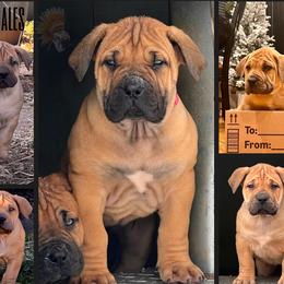 4th Pick Female - Red female Boerboel puppy in Pennsylvania from Cold River Boerboels