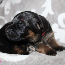 Pink - Black and red female German Shepherd puppy in New York from Spitze German Shepherds