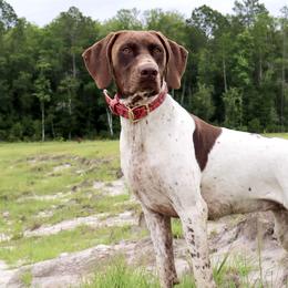 German Shorthaired Pointers from Moccasin Creek Pointers