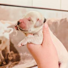 Cocoa - Light golden male Golden Retriever puppy in Mason, Michigan from Sweet Breeze Acres