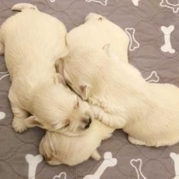 Girl 1 - White female West Highland White Terrier puppy in Spokane, Washington from Pleasant Prairie Farms
