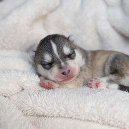 Siberian Husky Puppies from North River Siberians
