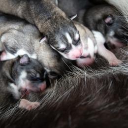 Siberian Husky Puppies from Ivie Huskies
