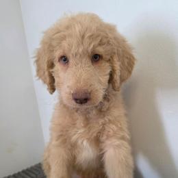 Thriller - Apricot male Labradoodle puppy in Lansing, North Carolina from Murphy Manor Mountain Doodles