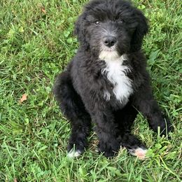 Goldendoodle and Sheepadoodle Puppies from The Farms Precious Doodles