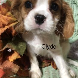 Cavalier King Charles Spaniel Puppies from Christina’s Cavaliers