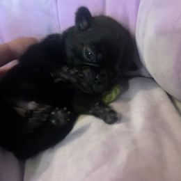Pug Puppies from The Grumble Pack
