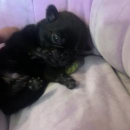Pug Puppies from The Grumble Pack