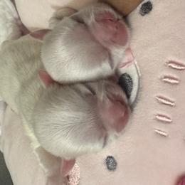 The twins - White male Shih Tzu puppy in Detroit, Michigan from Friends4everkennel LLC