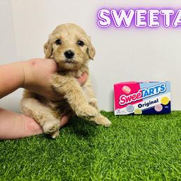Aussiedoodle, Goldendoodle, and Labradoodle Puppies from Loyal Doodles