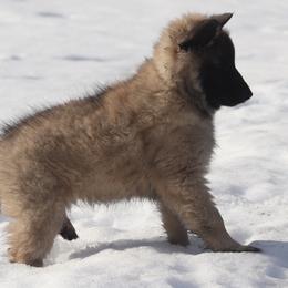 Dark Blue Collar - Fawn and black male Belgian Tervuren puppy in Franklin, Pennsylvania from Bab Hanna