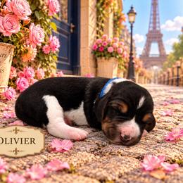 Olivier - Black brown and white male Basset Hound puppy in Lubbock, Texas from Hound House