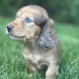 Cookie - Dapple male Dachshund puppy in Vancouver, Washington from Cascade Minis