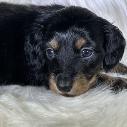 Kerry - Black and tan female Dachshund puppy in Oregon from SoCo Dachshunds