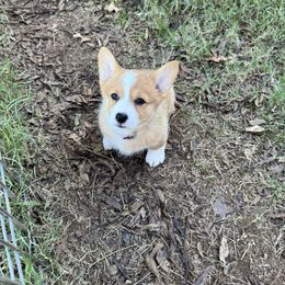 Poco - Red female Pembroke Welsh Corgi puppy in Millsap, Texas from Punchy Pembroke Ranch