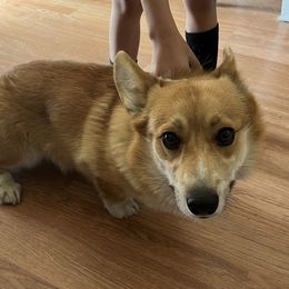 Bandit - Pembroke Welsh Corgi