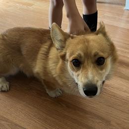 Bandit - Pembroke Welsh Corgi