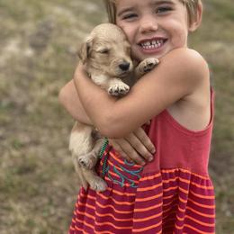 Goldendoodle Puppies from North Star Dog Training