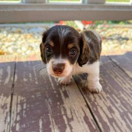 Sundae - Piebald male Dachshund puppy in Wamego, Kansas from Doodles of Oz