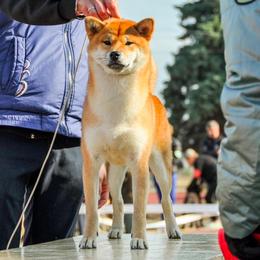 Mete - Shiba Inu