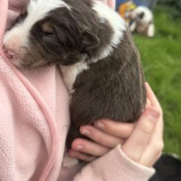 Ace - Tri-color male Border Collie puppy in Richfield, Ohio from Stone Garden Border Collies