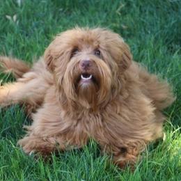 Ozzy - Australian Labradoodle