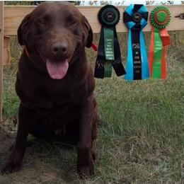 Trigger  - Labrador Retriever