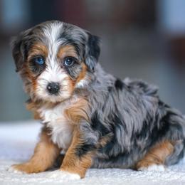 Fairway - Merle female Bernedoodle puppy in Dundee, Ohio from Down Home Doodle