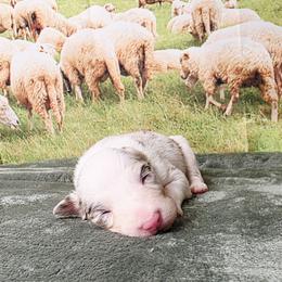 Cloud - White and red merle female Border Collie puppy in Avilla, Indiana from Borderline Kennels