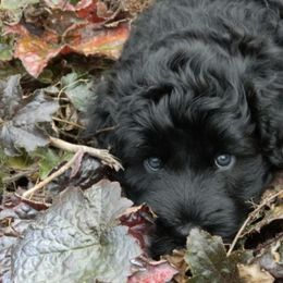 Portuguese Water Dogs from Pastor dePeixes