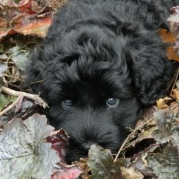 Portuguese Water Dogs from Pastor dePeixes
