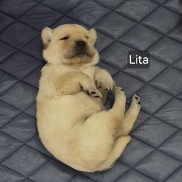 Lita - Yellow female Labrador Retriever puppy in Greenwich, Ohio from Pure Gem Kennel