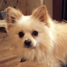 Biscuit - Pomeranian