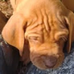 Vizslas from Maizel's Vizsla Puppies