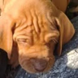 Vizslas from Maizel's Vizsla Puppies